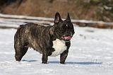BOULEDOGUE FRANCAIS 933